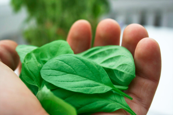freshly plucked basil leaves