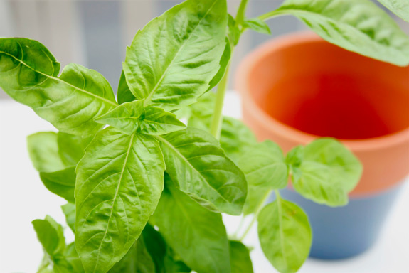 basil plant