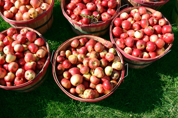 bushels of apples