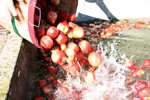ready to make fresh cider apples in water