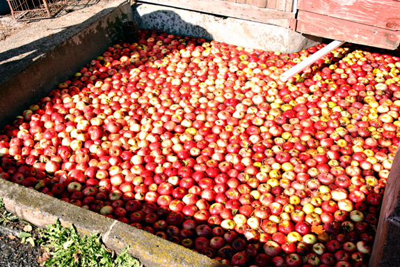 floating apples