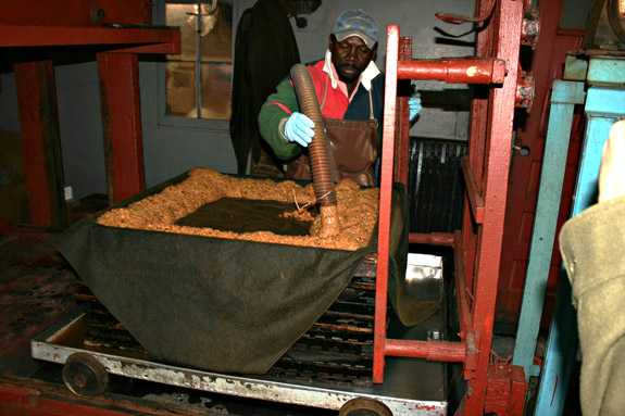 artisan cider-maker (15 yrs experience) making cider