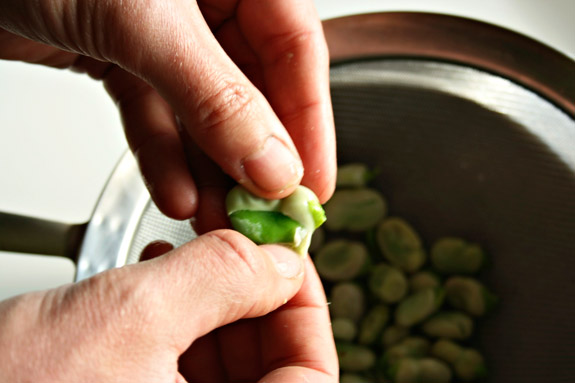 shelling fresh fava beans fava beans