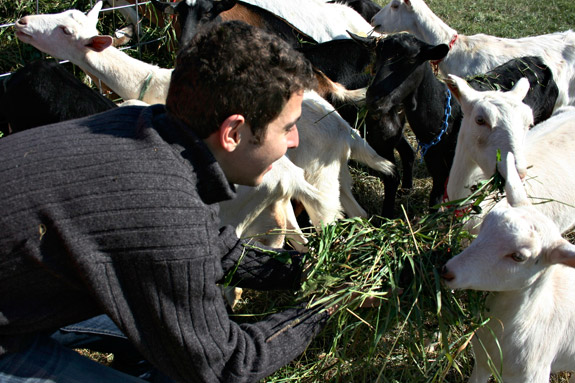 the cutest goats goats