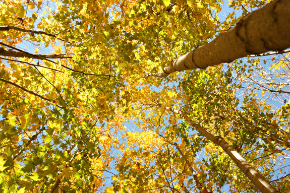 looking up from paradise yellow fall leaves