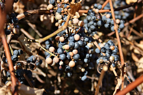 wild grapes