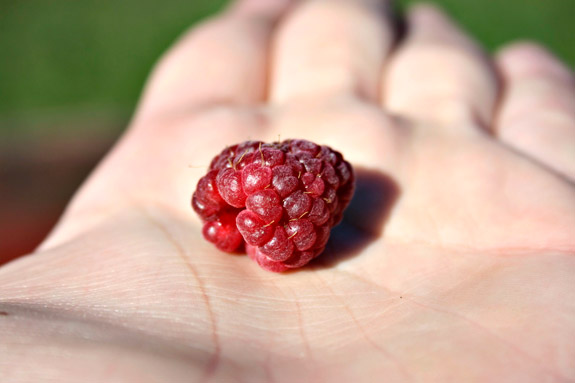 last raspberry of the season