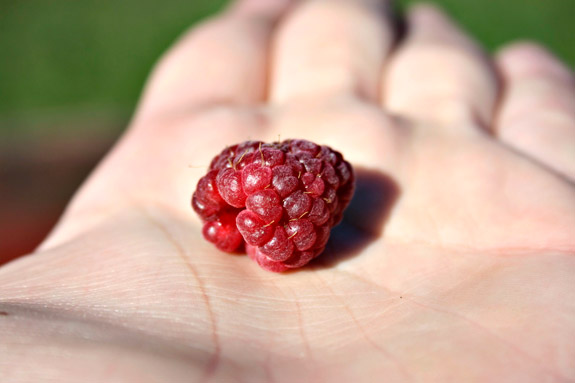 last raspberry of the season -- what a trooper last raspberry of the season