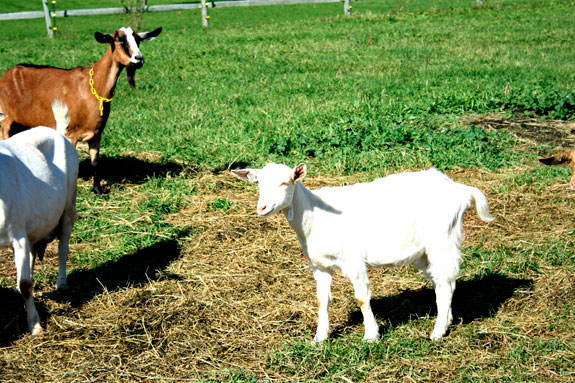 my favorite shy goat shy goat