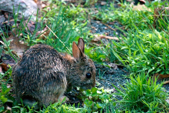 shenandoah bunny