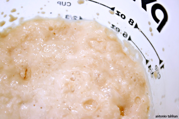 bloom yeast