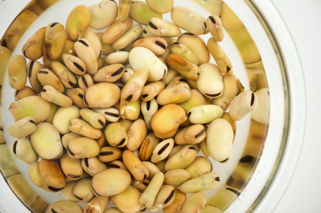 soaked fava beans soaked fava beans