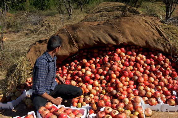 pomegranate farmer pomegranates