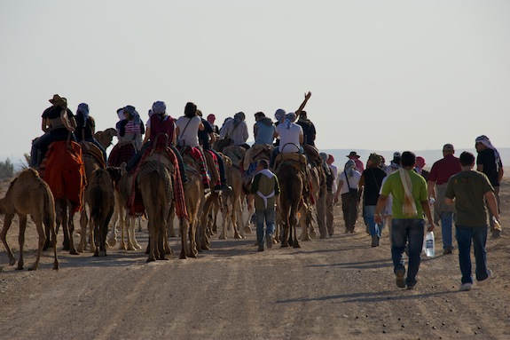 Syrian desert camels