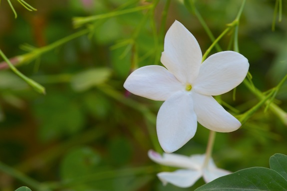 Syrian Jasmine (ياسمين سوري) jasmine