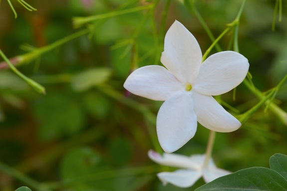 jasmine