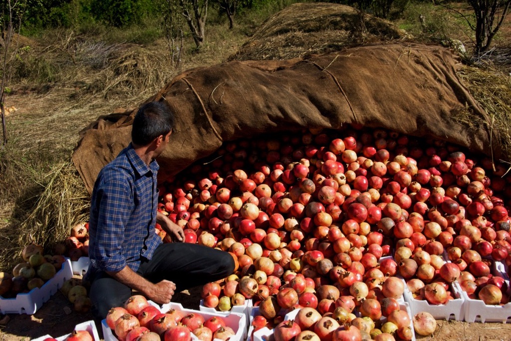 pomegranates in Basouta